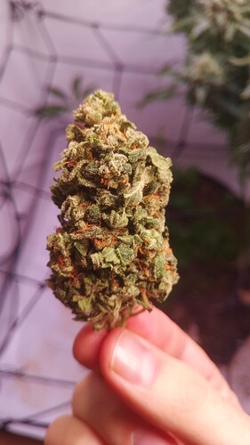 Growreport Bild 30