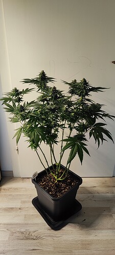 Growreport Bild 1