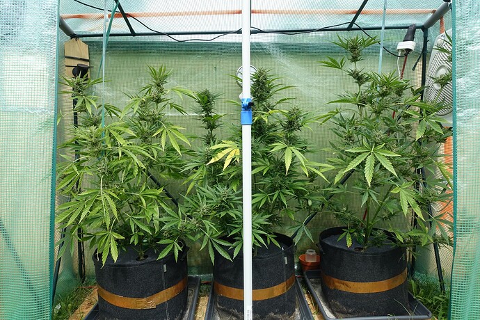 Growreport Bild 16