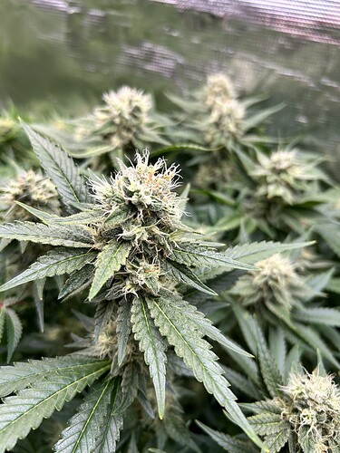 Nahaufnahme von blühenden Cannabispflanzen mit Trichomen und weißen Stempeln.
