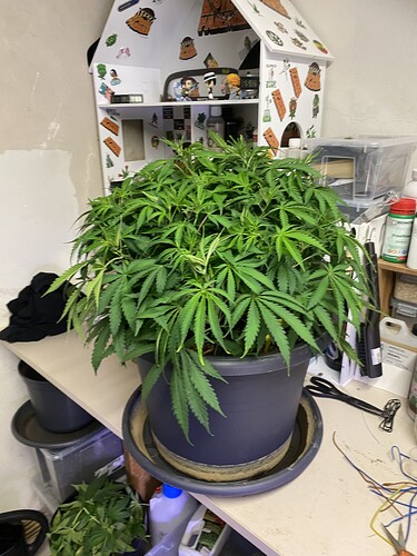 Growreport Bild 62