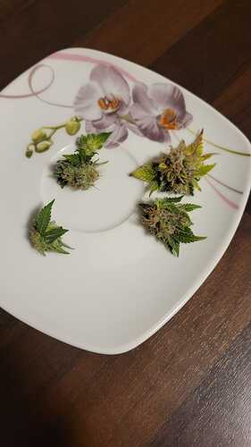 Growreport Bild 33