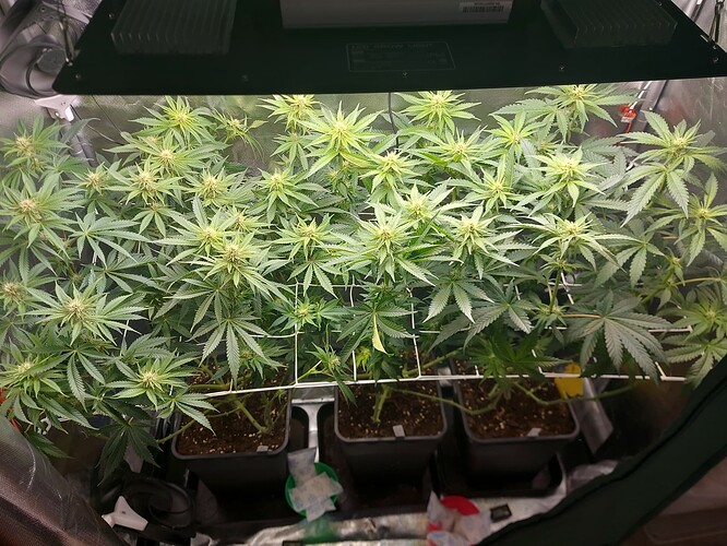 Growreport Bild 8