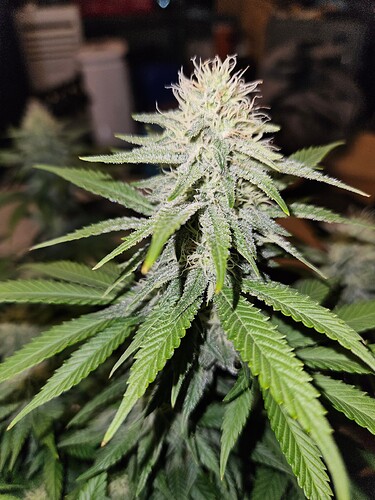 Growreport Bild 13