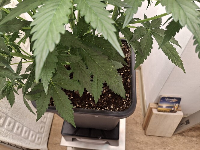 Growreport Bild 83