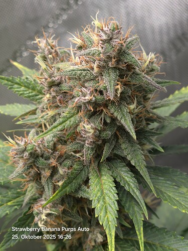 Growreport Bild 20
