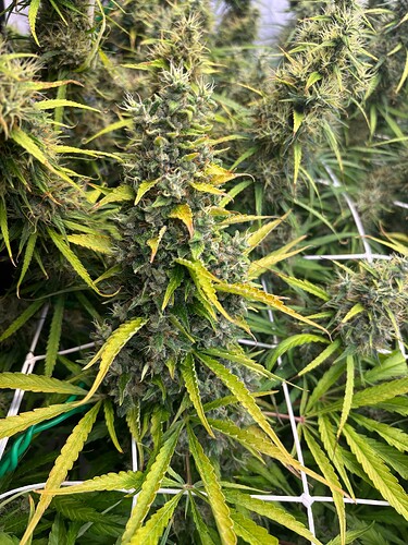 Growreport Bild 10
