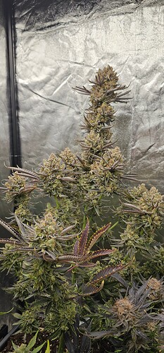 Growreport Bild 23