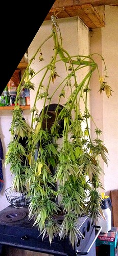 Growreport Bild 9
