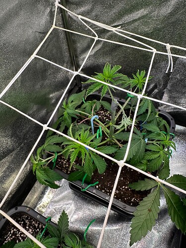 Growreport Bild 57