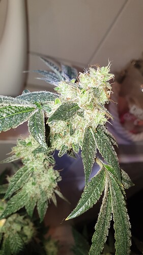 Growreport Bild 3