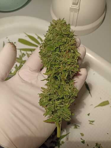 Growreport Bild 6