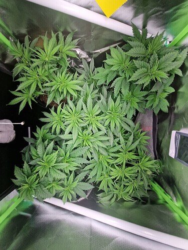 Growreport Bild 5