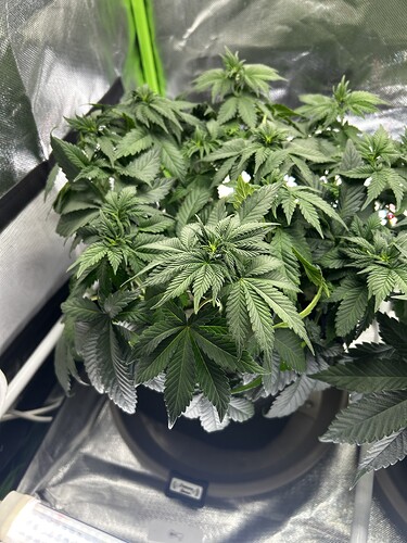 Growreport Bild 3