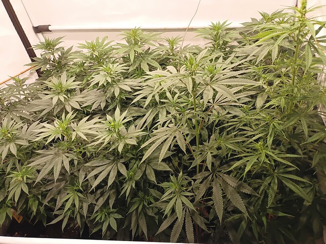 Growreport Bild 29