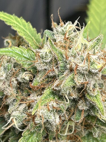 Growreport Bild 8