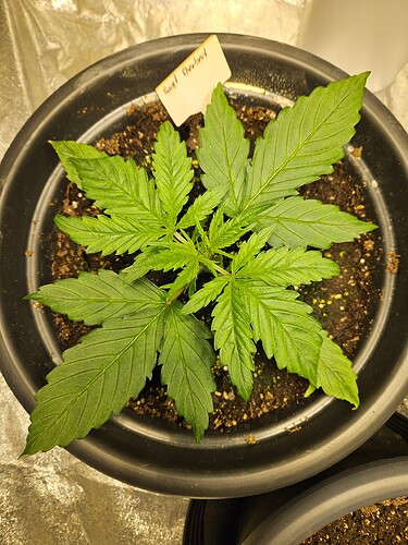 Growreport Bild 42