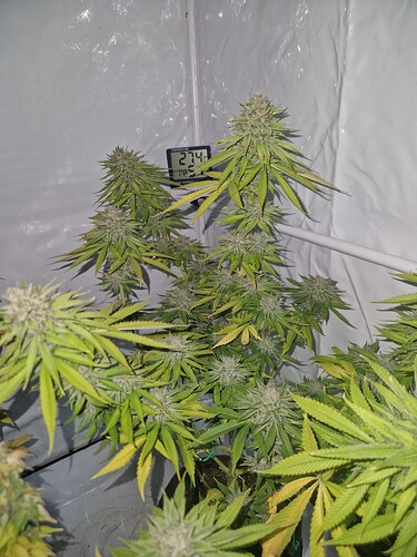 Growreport Bild 5