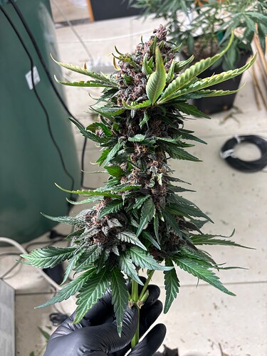 Growreport Bild 62