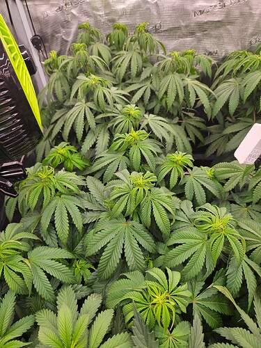 Growreport Bild 12