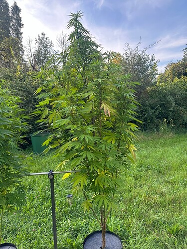 Growreport Bild 2