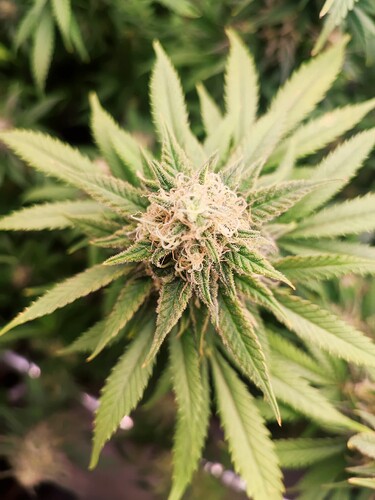 Growreport Bild 27