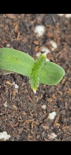 Screenshot_20241219_195055_Gallery