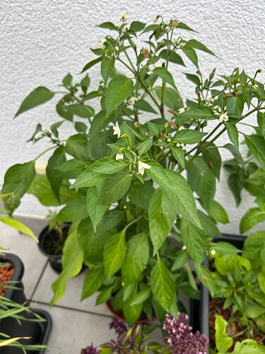Growreport Bild 22