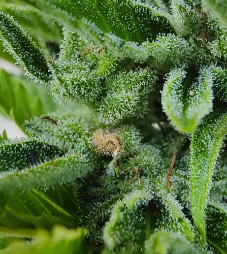 Growreport Bild 4