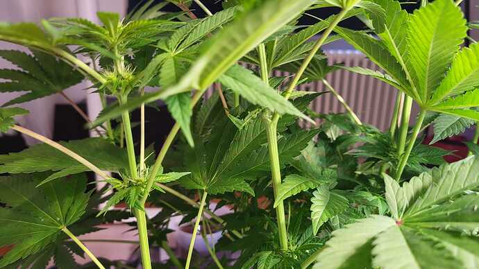Growreport Bild 20