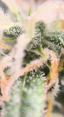Growreport Bild 14