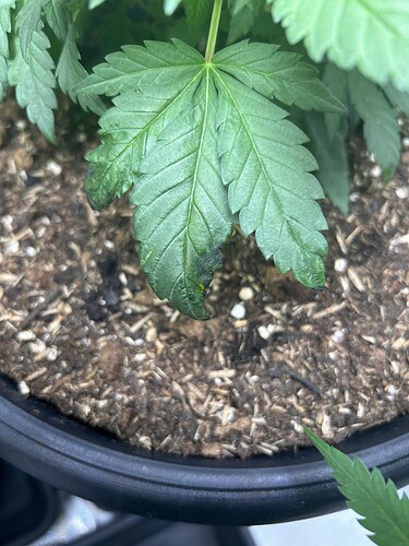 Growreport Bild 5