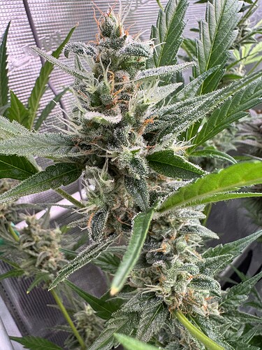 Growreport Bild 30