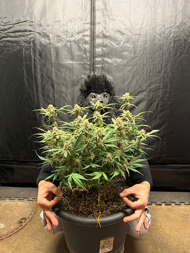 Growreport Bild 19