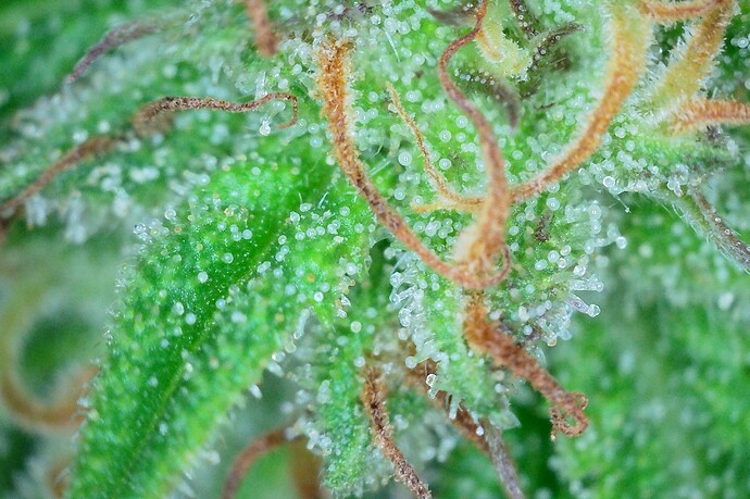 Grow25_1006_Trichome_MX_6