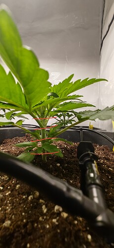 IMG_20241211_201125_edit_328962122207479