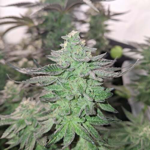 480740598_122168871026293599_1493415414293523644_n