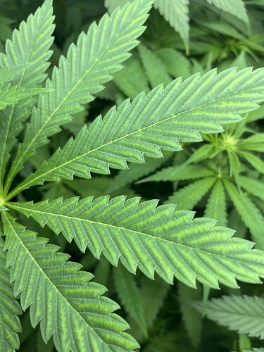 Growreport Bild 1