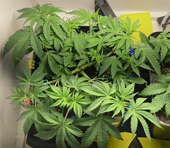 Growreport Bild 25