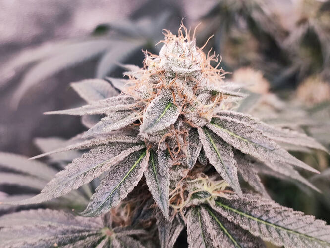 Growreport Bild 125