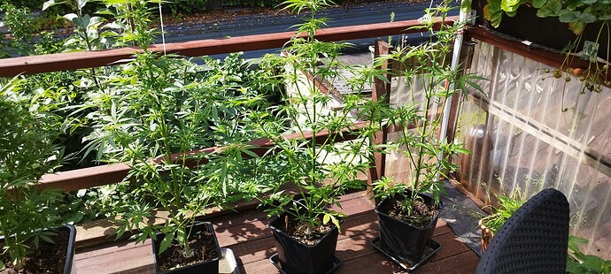 Growreport Bild 8