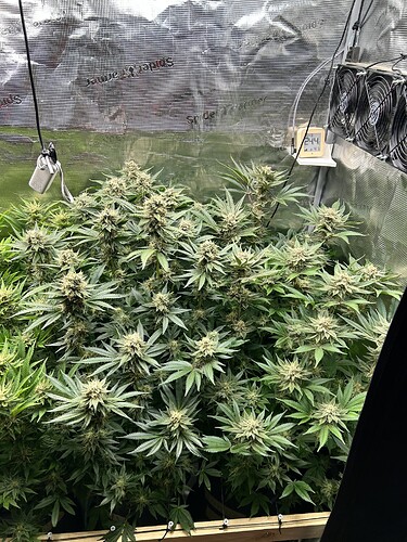 Mehrere blühende Cannabispflanzen in einer Growbox, mit sichtbaren Trichomen und Blütenkelchen.
