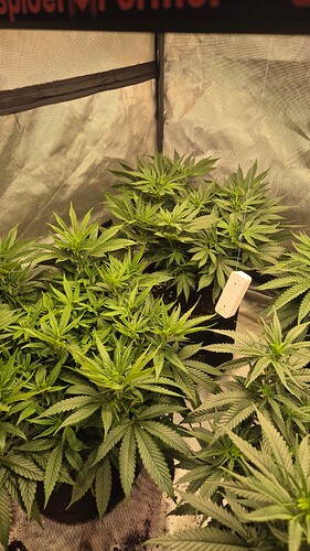 Growreport Bild 7