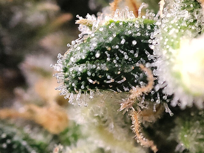 Growreport Bild 17