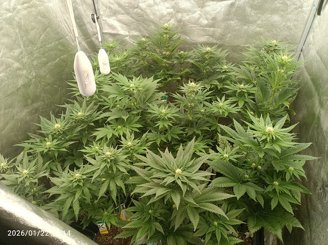 Growreport Bild 11