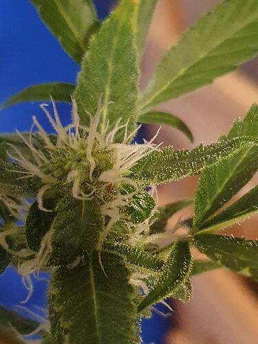 Cana 61Tage  03 BT28