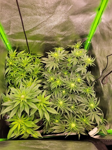 Growreport Bild 1