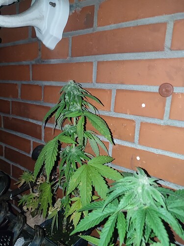 Growreport Bild 25