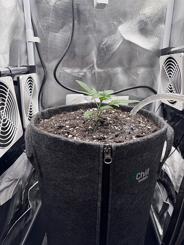 Growreport Bild 38