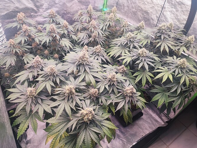 Growreport Bild 3